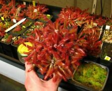 PIANTA CARNIVORA - DROSERA