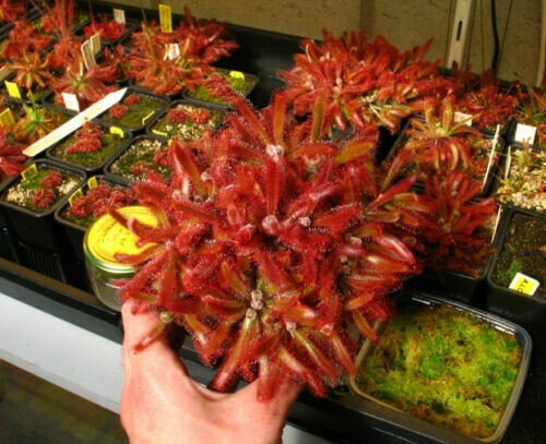 Pianta carnivora drosera - pianta,