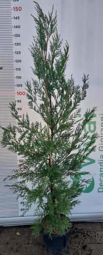 Piante leylandii v18 - 50, di