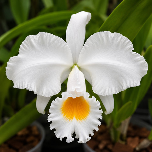 Cattleya schroederae per alba