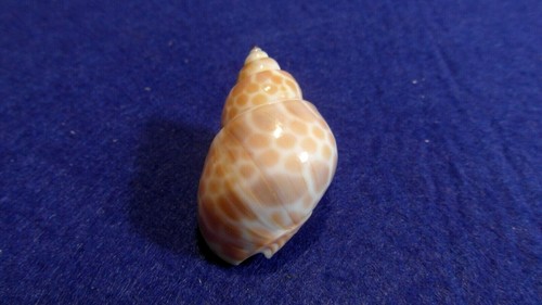 Babylonia spirata - babylonia,
