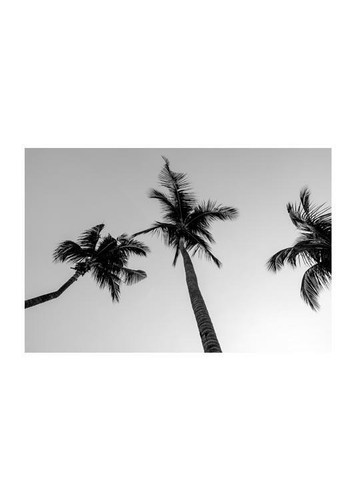 Poster muro albero palma - poster, da
