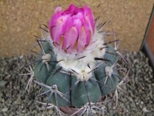 9k10 Echinocactus