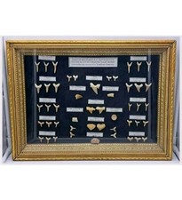 QUADRO DENTI/VERTEBRE FOSSILI DI SQUALO/PESCI/RETTILI-GIACIMENTI FOSFATO MAROCCO