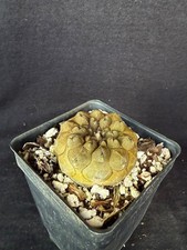 Copiapoa hypogaea cv. Lizard
