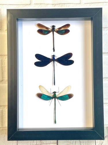Damselfly dragonfly - x,