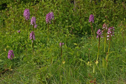 Photo 6x4 lady orchid - lady,