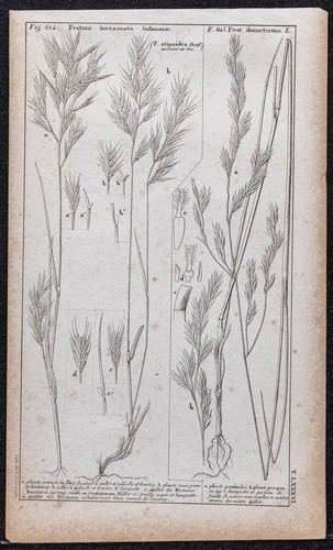 1834 piante erbe fétuques - -,