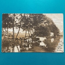 GROUP OF COWS DRINKING IN A