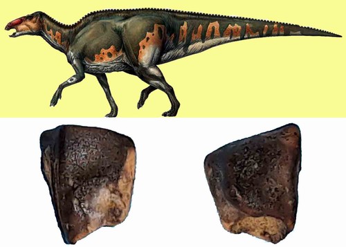 Edmontosaurus dinosauro dente - dinosauro,