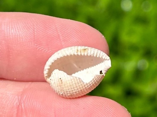 Fossil cowrie gastropode - fossil,