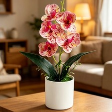 Conti phalaenopsis orchidea - phalaenopsis,