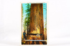 Logger Laying In Cut Giant