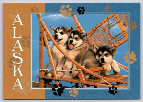 Cartolina ace alaskan malamute - cartolina,