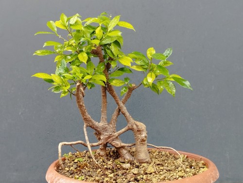 Bonsai ficus 34x15cm - , vaso
