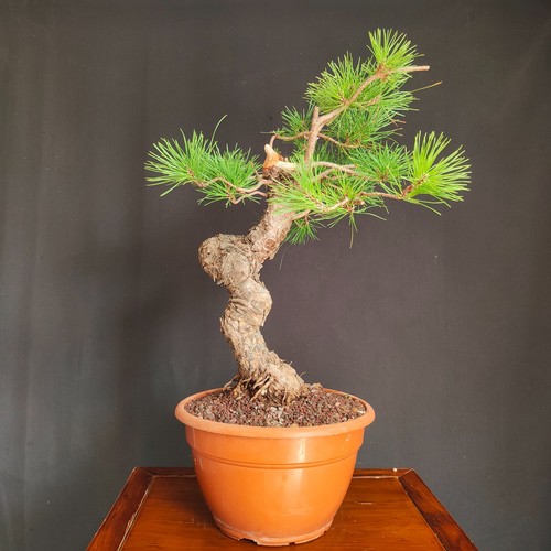 Pre bonsai pino nero - pre,