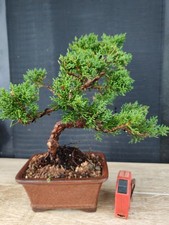 bonsai ginepro chinesis 32 cm