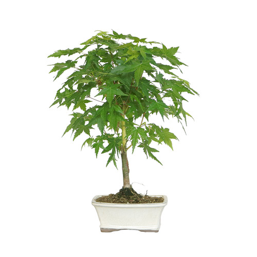 Kentis bonsai acer palmatum - kentis,