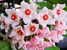 celeste HOYA Hoya carnosa