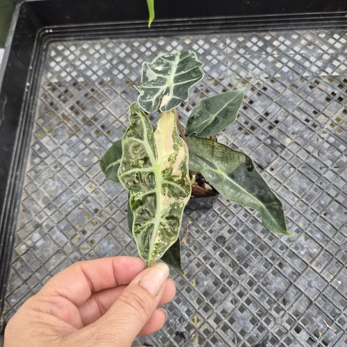 Alocasia polly snowflake - , pink