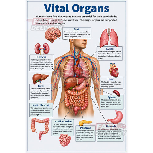Poster organi vitali - poster,