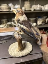Uccello Volatile Imbalsamato