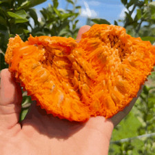Annona Spinescens 2 talee -
