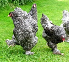 10 (no) uova da cova Brahma