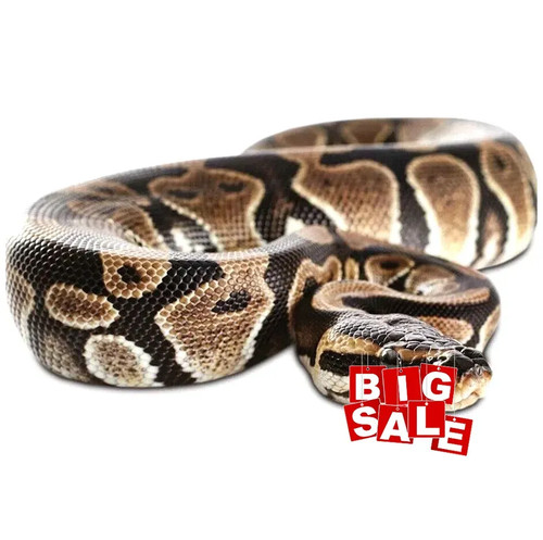 Serpente gomma grande - serpente, di