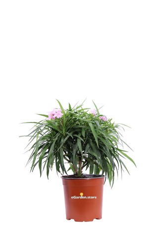 Pianta vera ruellia - vera, di