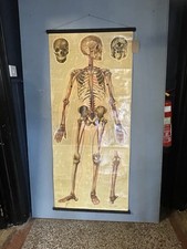 Vintage Human Anatomy Body