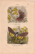 Stampa FARFALLE VANESSA e SFINGE incisione antica acquerellata del 1884