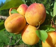 Pianta di Albicocco Valleggia in vaso da 20 cm