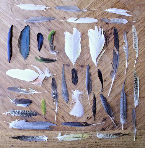 Piume cacatua cacao - piume, di