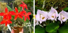 miniatura orchidea Cattleya