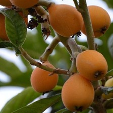 Albero Nespolo Giappone