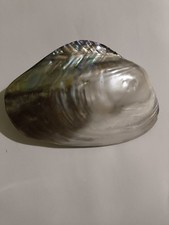  Conchiglia  Madreperla Intera
