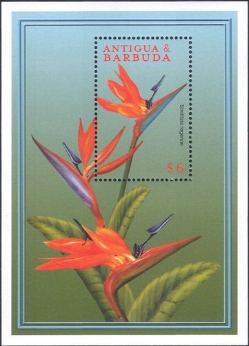 Antigua 2000 strelitzia pianta - antigua,