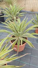 Agave Desmettiana Marginata