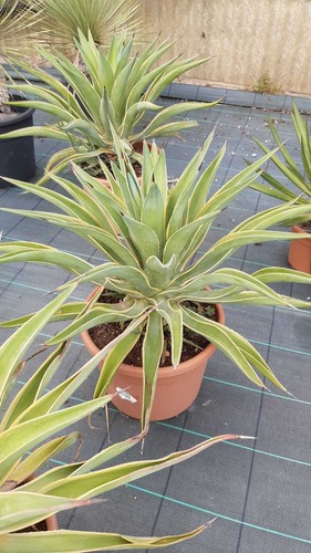 Agave desmettiana marginata - agave,