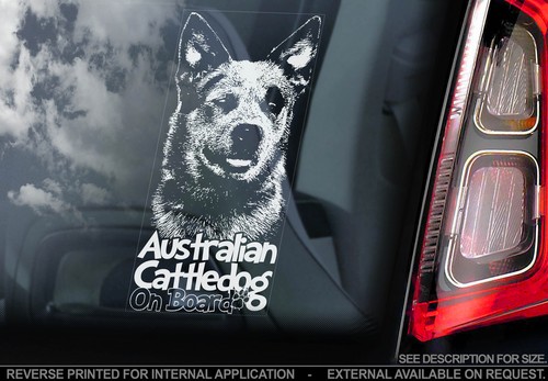 Australian cattledog car - australian,