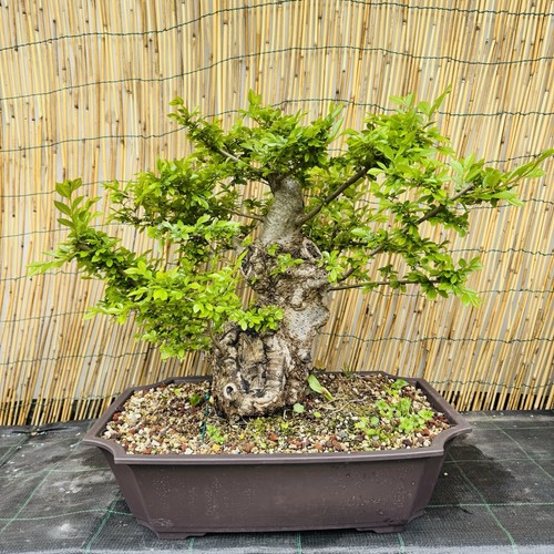 Bonsai olmo cinese vaso - bonsai,