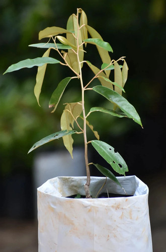 Durian plant servizio - durian, espresso