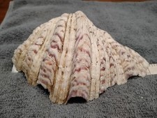 Tridacna Gigas vero guscio di vongole gigante naturale oceano tropicale 7,6" X5 B