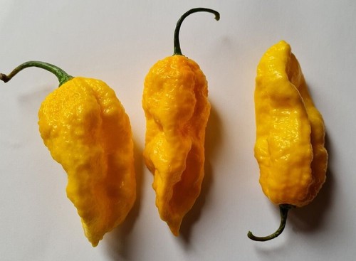 Big mama yellow polvere - big,