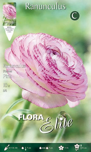 Bulbi autunnali ranunculus - autunnali,