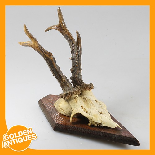 Roe deer antlers horns - roe,