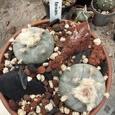 Astrophytum Ariocarpus Tex