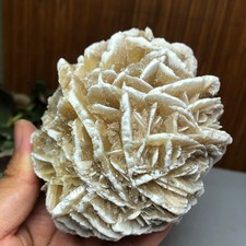 Rosa del deserto naturale 79