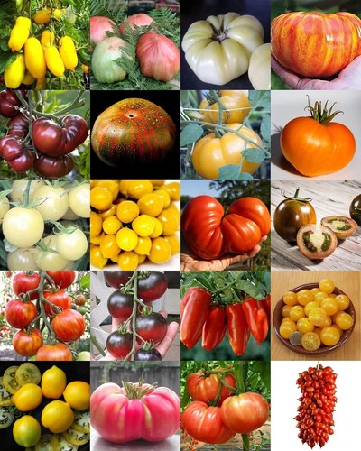 200 semi pomodoro 20 - 200,